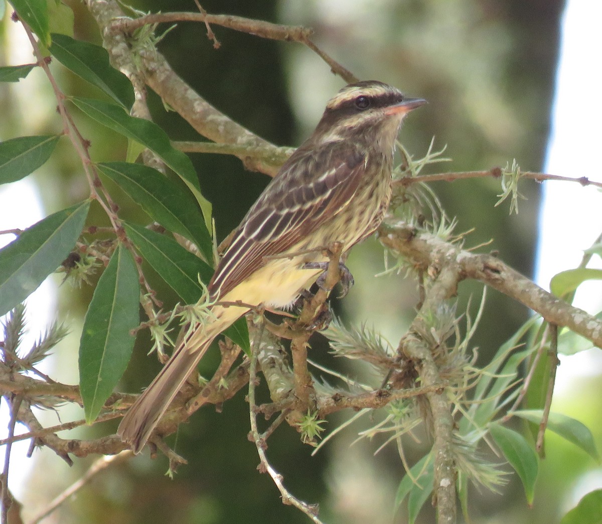 Variegated Flycatcher - ML617443731