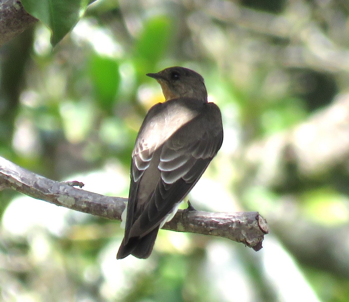 Southern Rough-winged Swallow - ML617443745