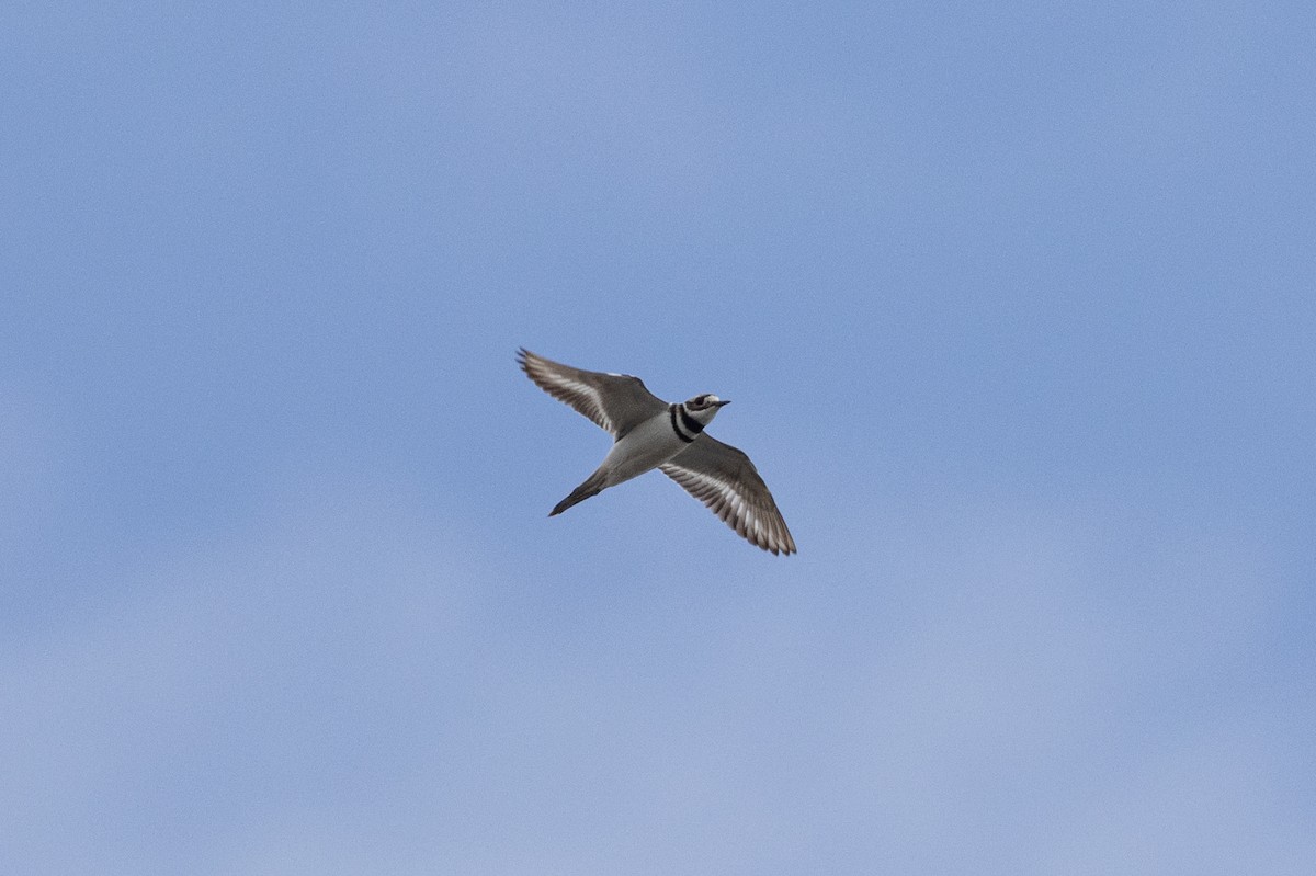 Killdeer - Rob  Sielaff