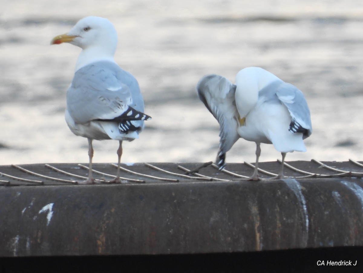 Herring Gull (European) - Allen HENDRICK 1+864.360.5468