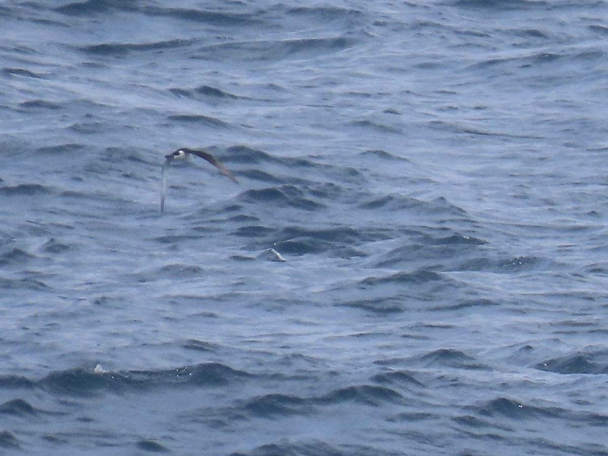 Manx Shearwater - Elias Markee-Ratner