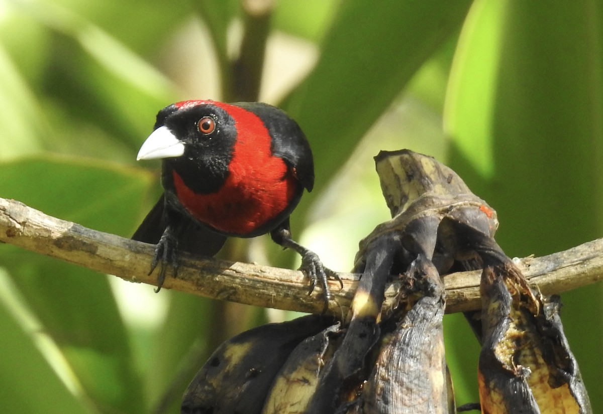 Crimson-collared Tanager - ML617443758