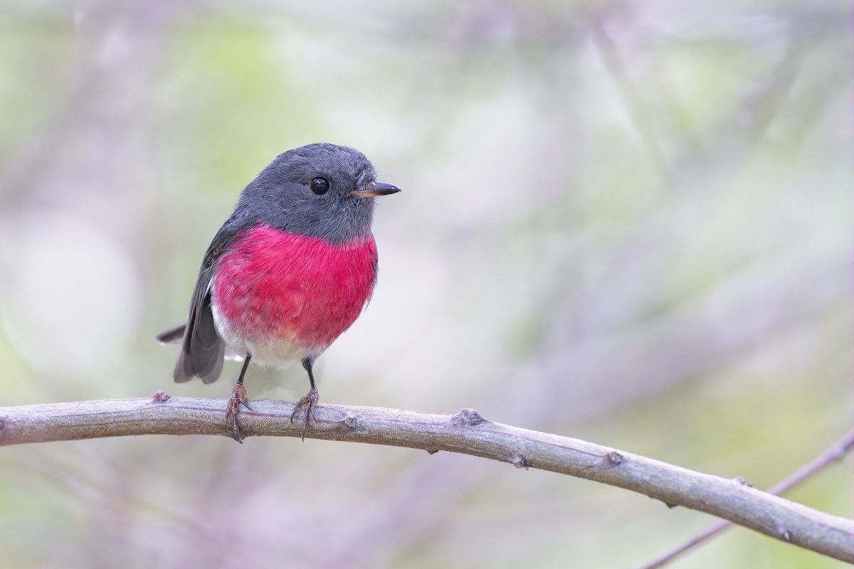 Rose Robin - ML617443771