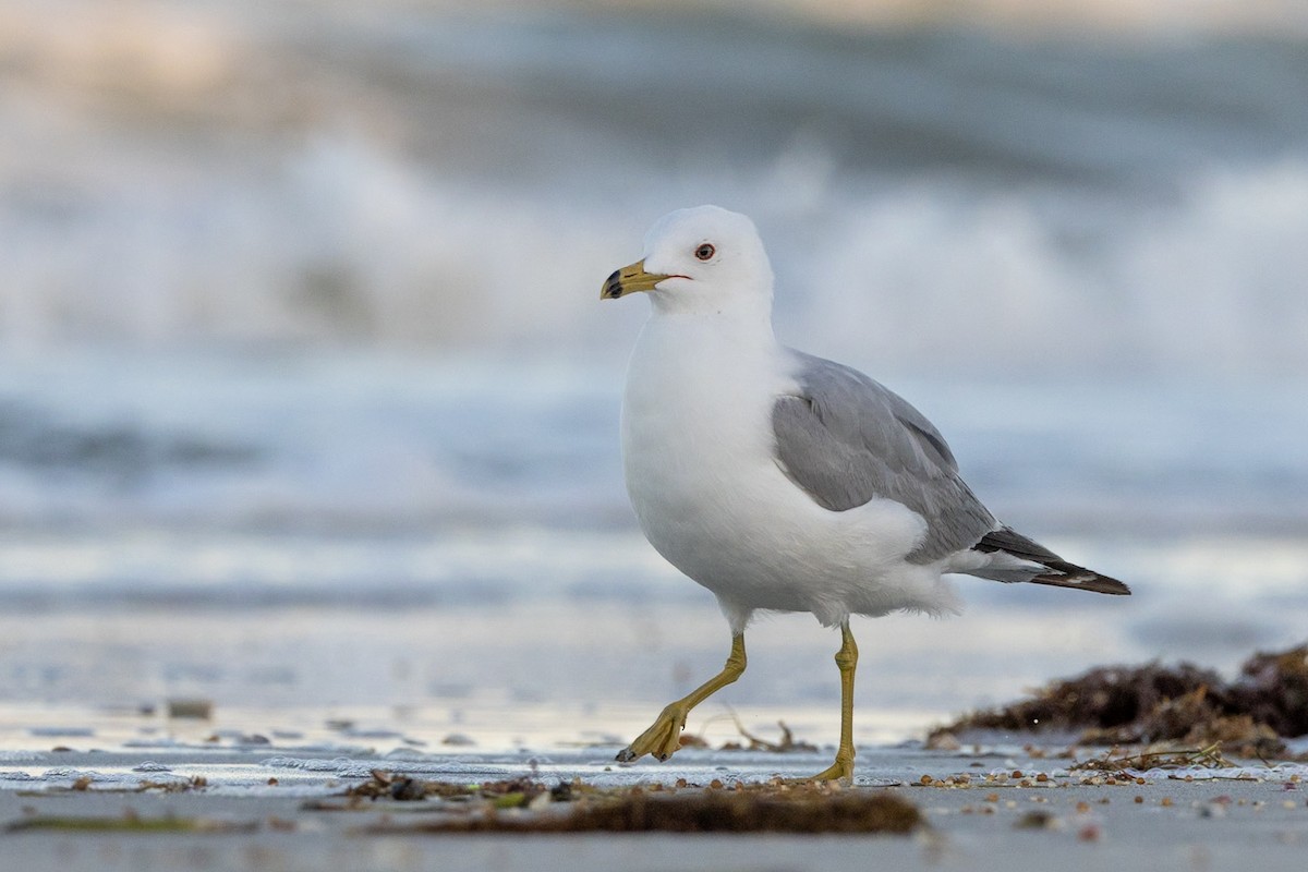 Ring-billed Gull - ML617443775