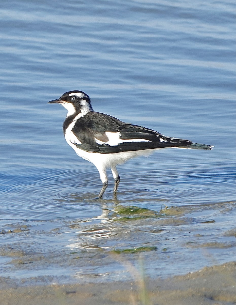 Magpie-lark - Howie Nielsen