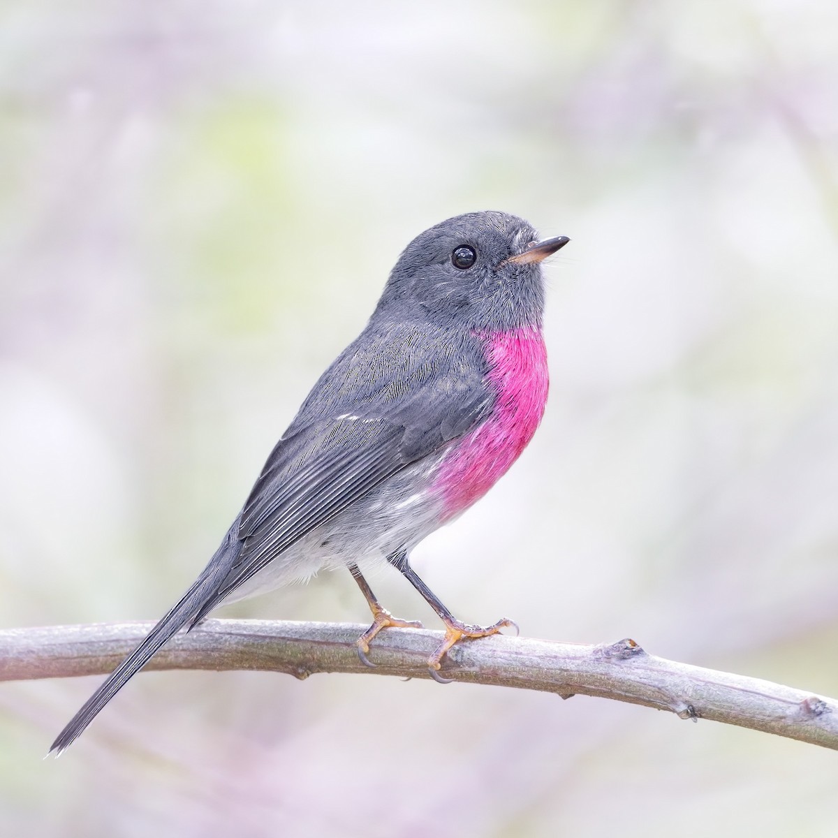 Rose Robin - ML617443787