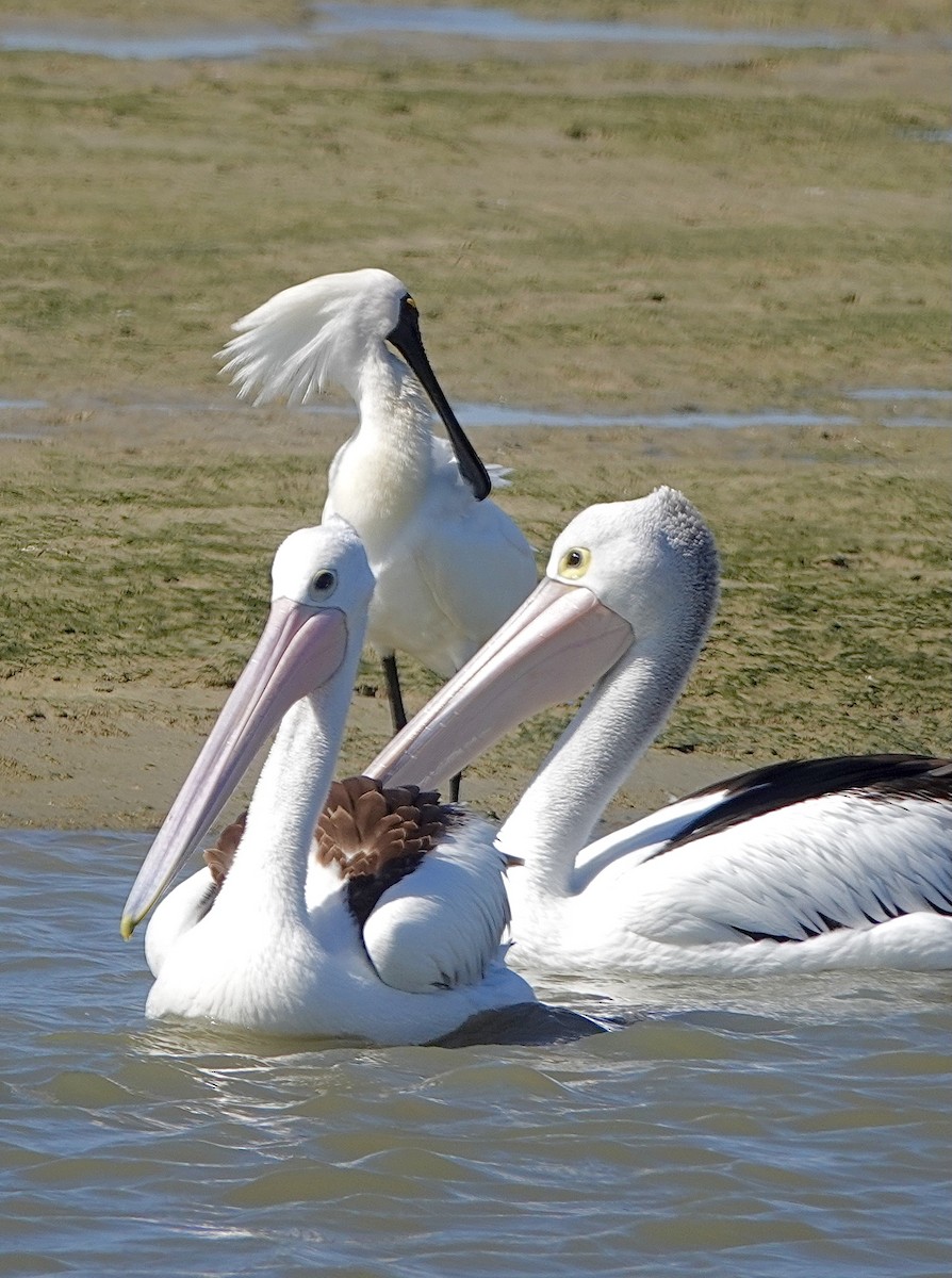 Australian Pelican - Howie Nielsen