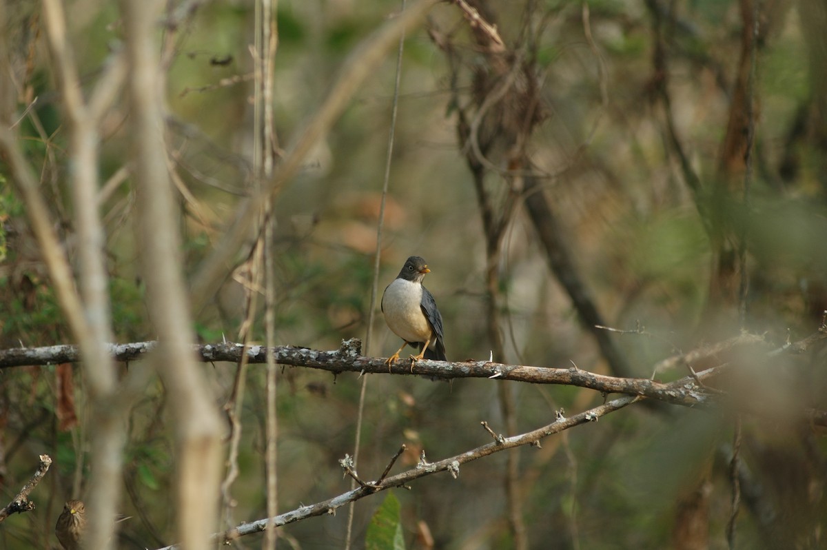 Plumbeous-backed Thrush - Francisco Sornoza