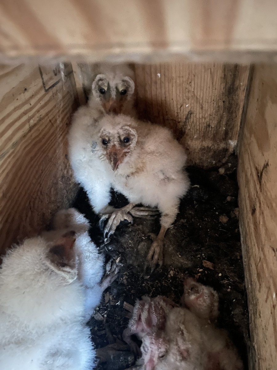 American Barn Owl - ML617443860