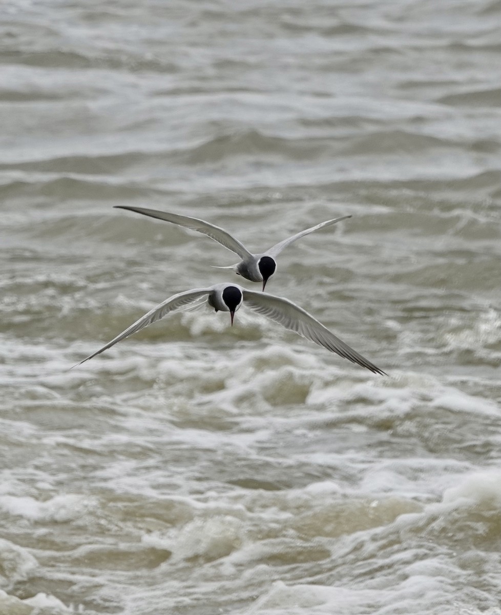 Whiskered Tern - Howie Nielsen