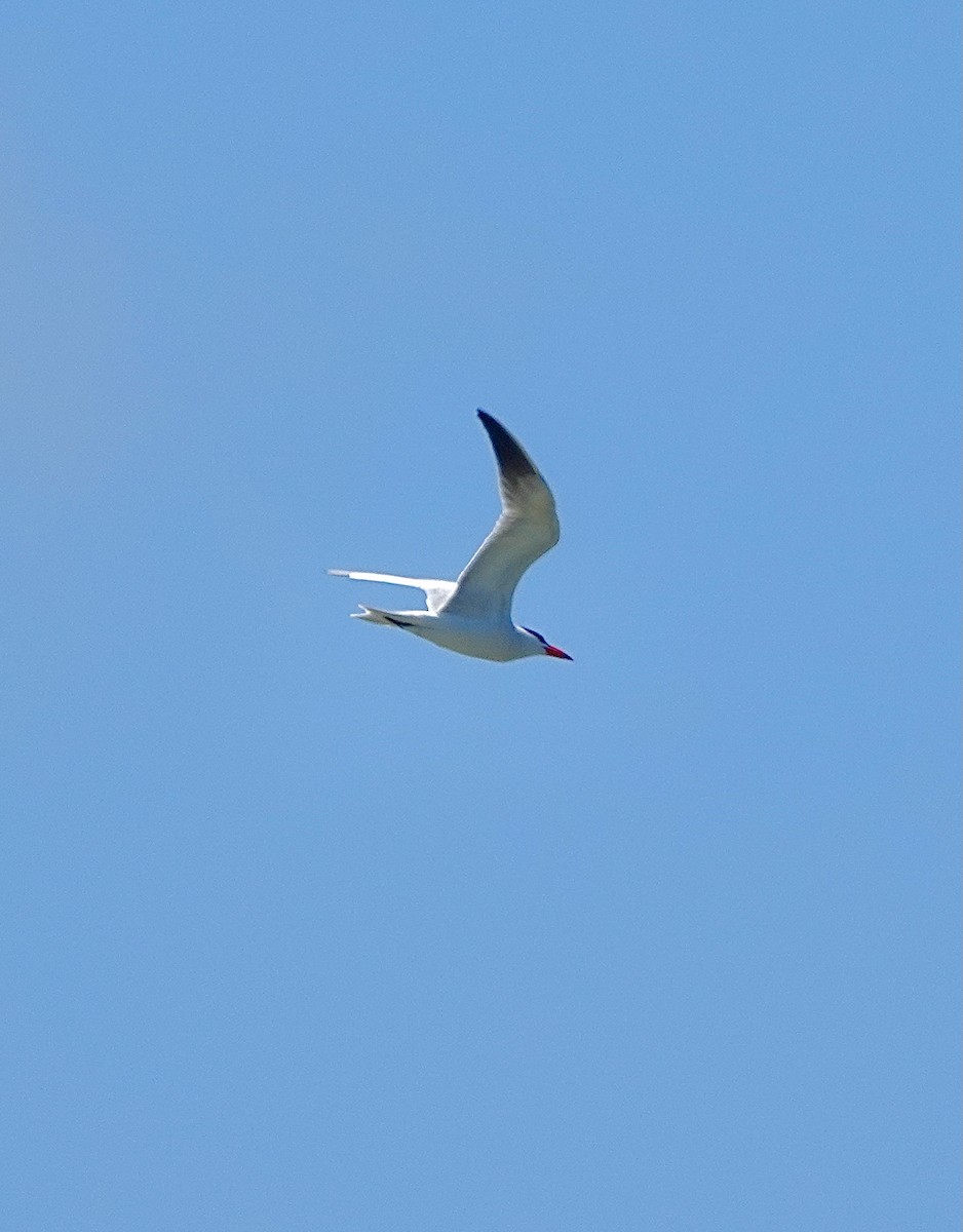 Caspian Tern - Howie Nielsen