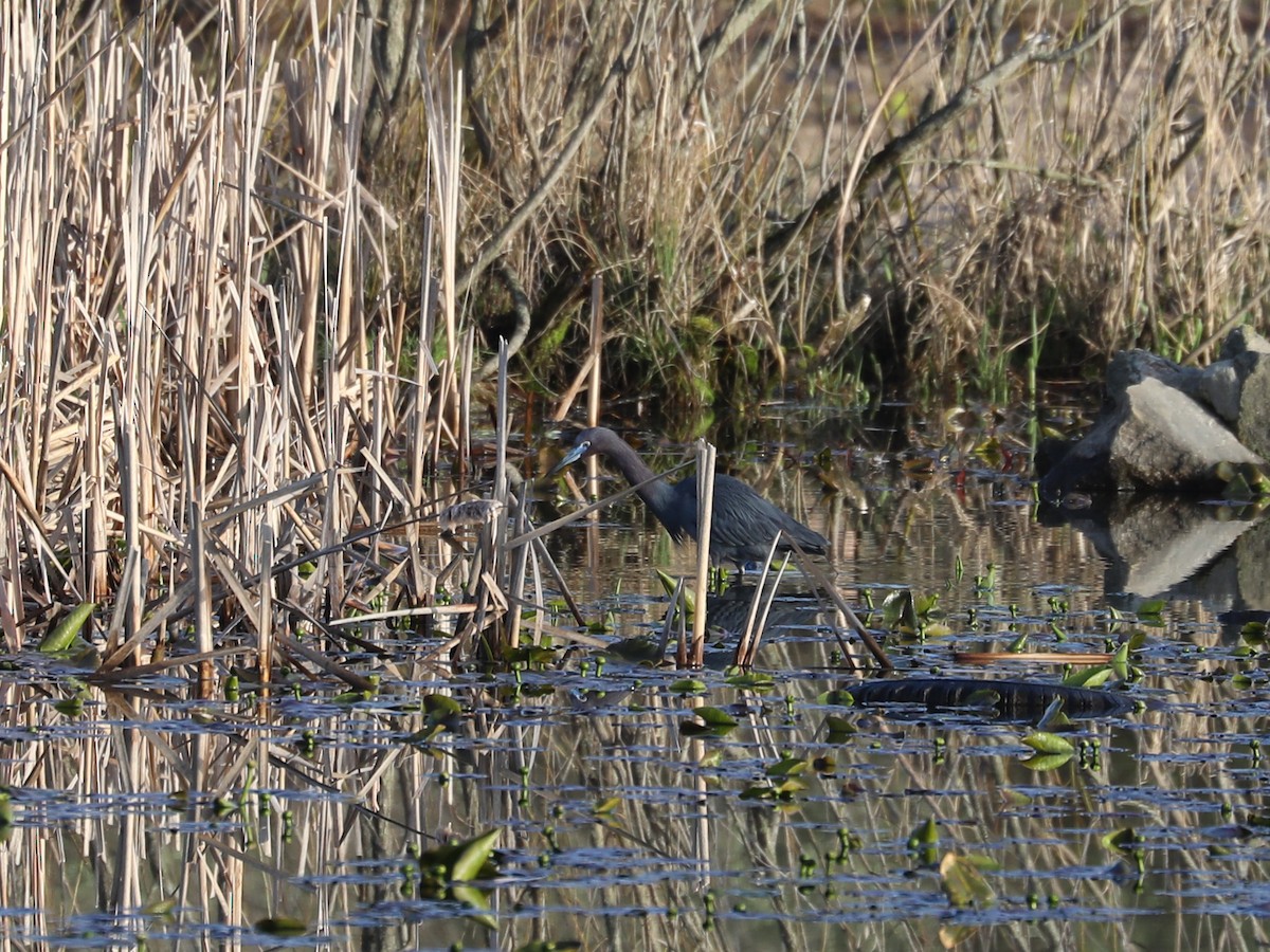 Little Blue Heron - ML617443909