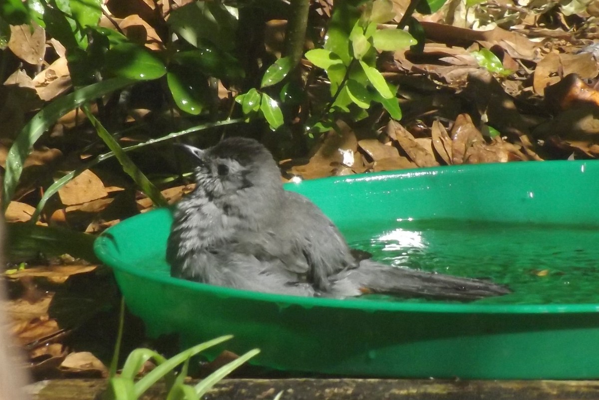 Pájaro Gato Gris - ML617443937