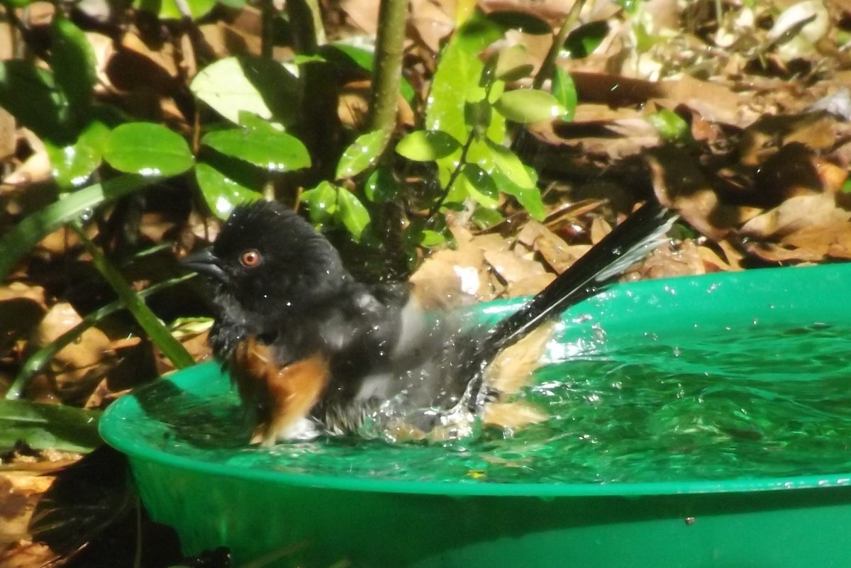 Eastern Towhee - ML617443952