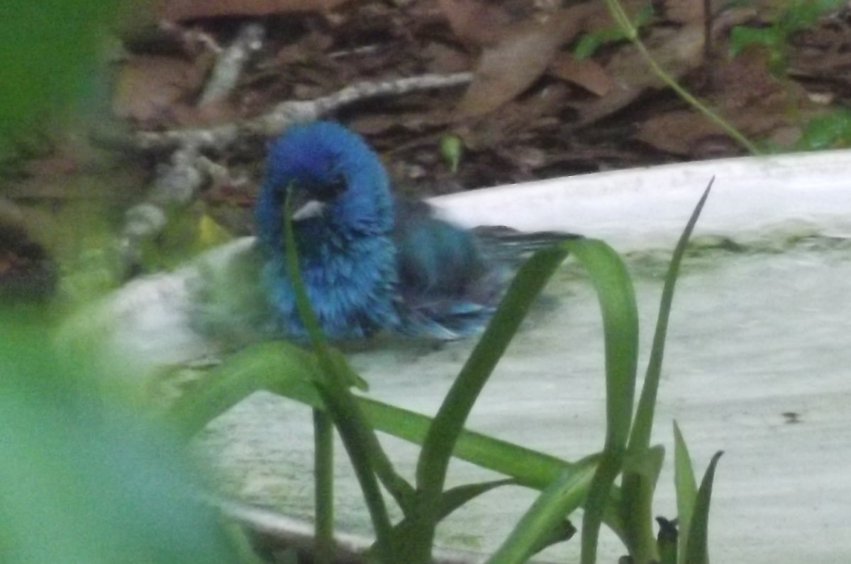 Indigo Bunting - ML617443965