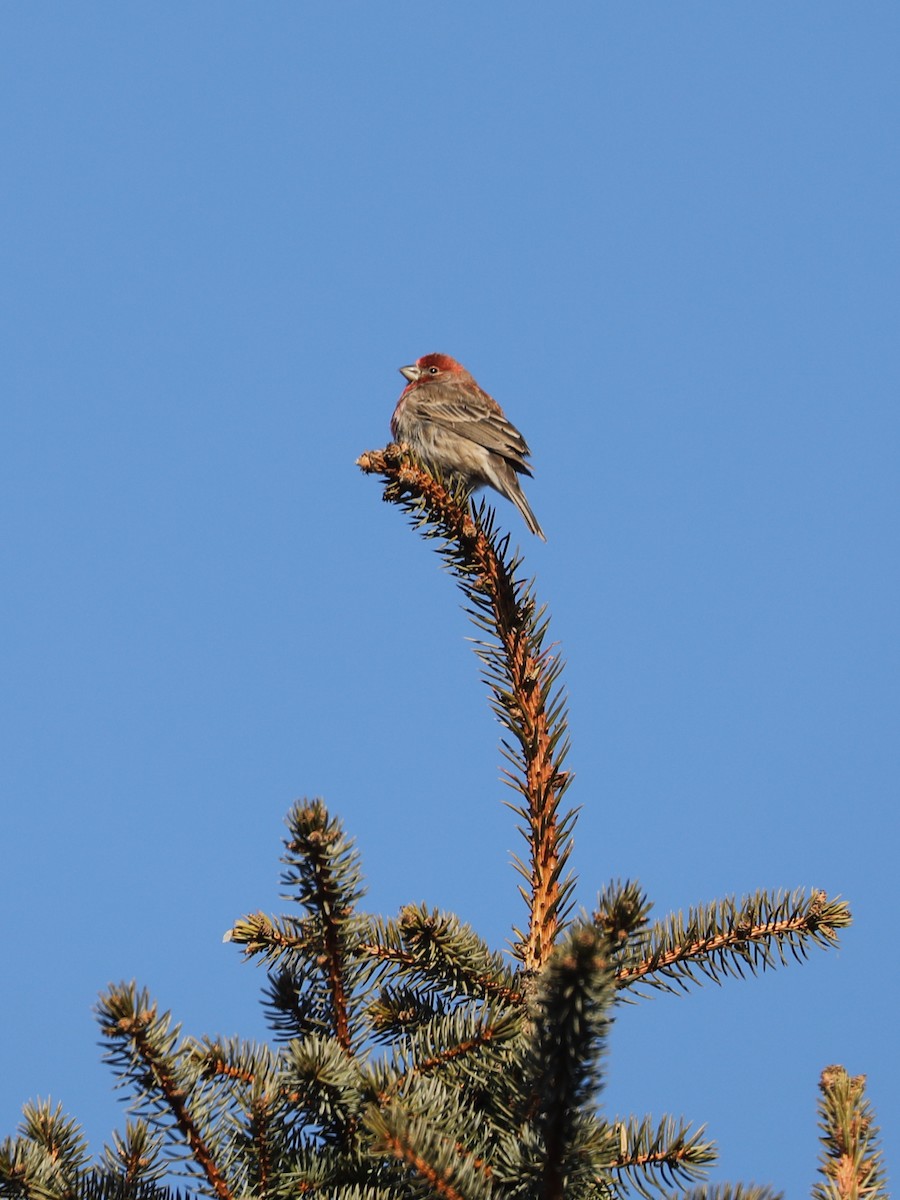 House Finch - ML617443973