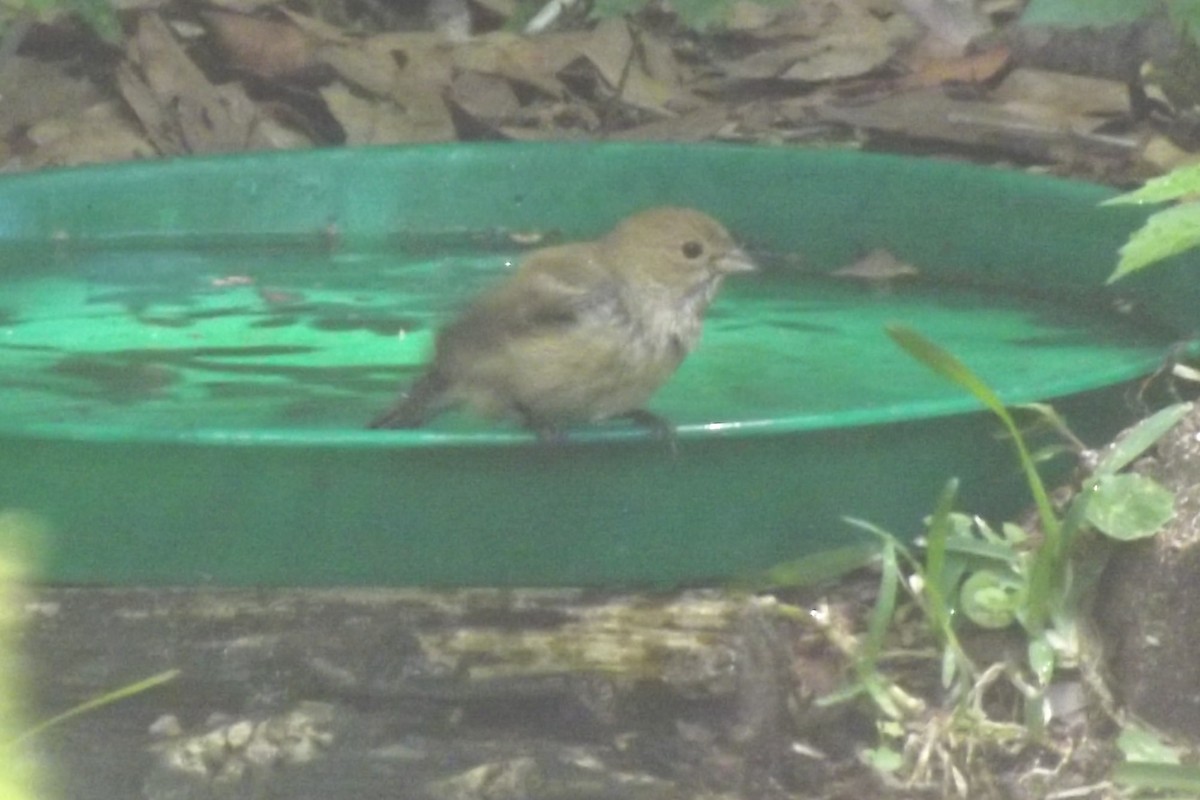 Indigo Bunting - Sandra Hinton