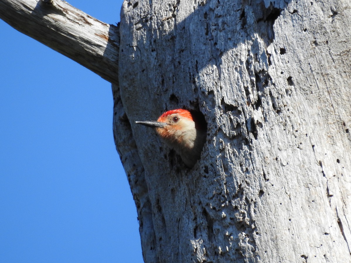 Red-bellied Woodpecker - ML617444040