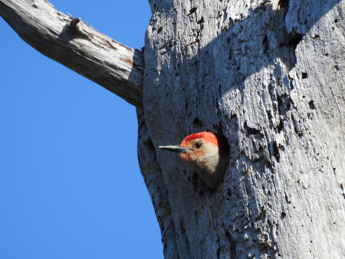 Red-bellied Woodpecker - ML617444041