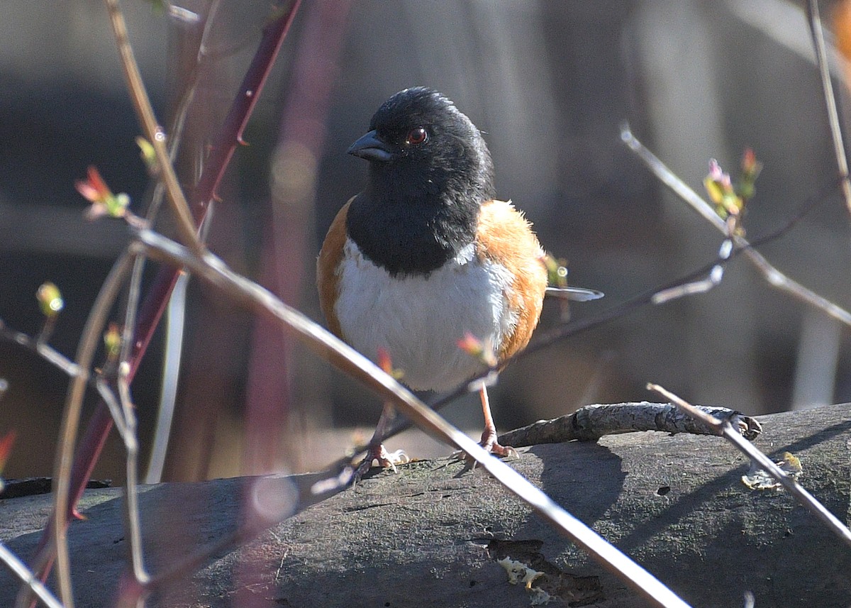 Eastern Towhee - ML617444046