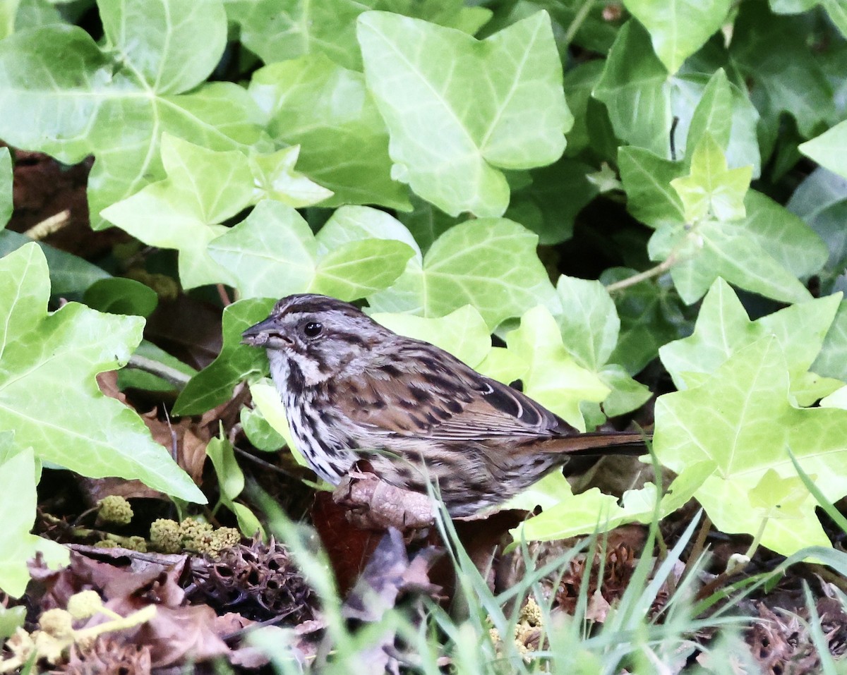 Song Sparrow - ML617444074