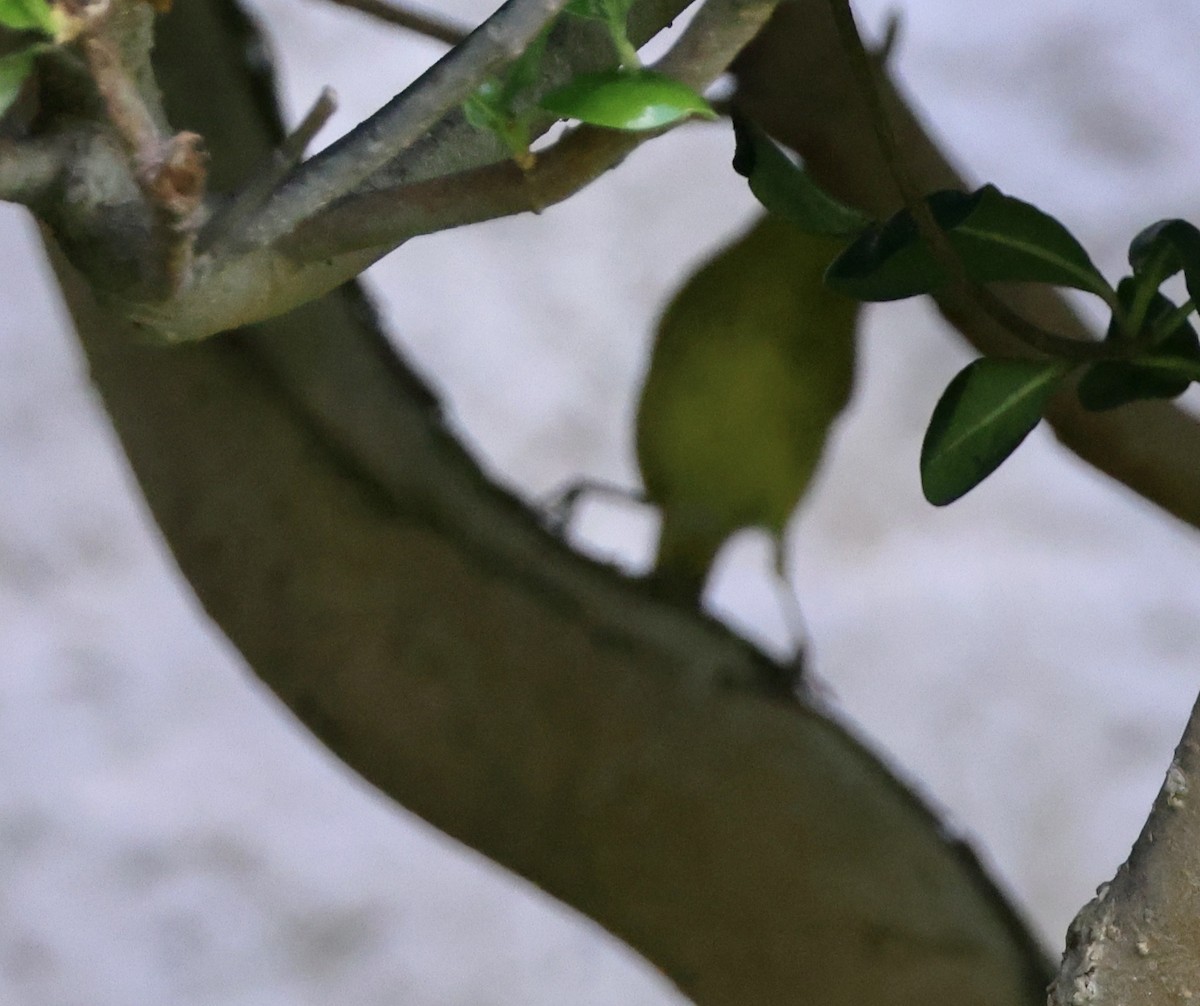 new world warbler sp. - ML617444100