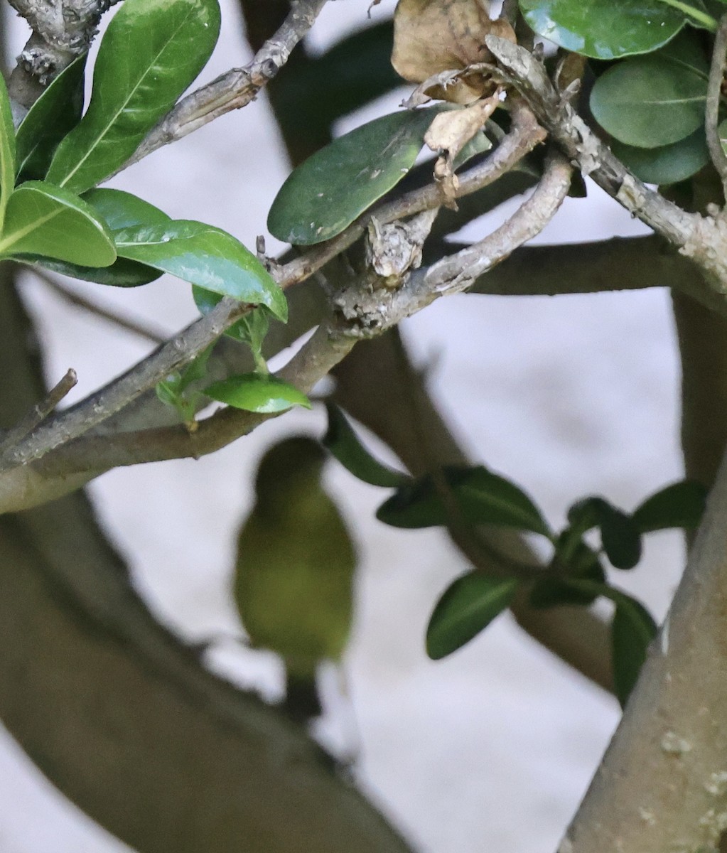 new world warbler sp. - ML617444101