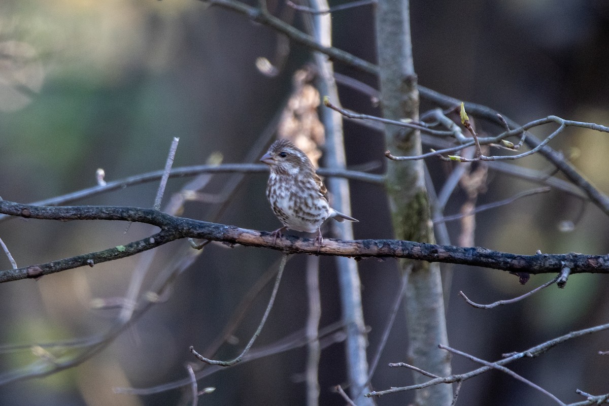 Purple Finch - ML617444109