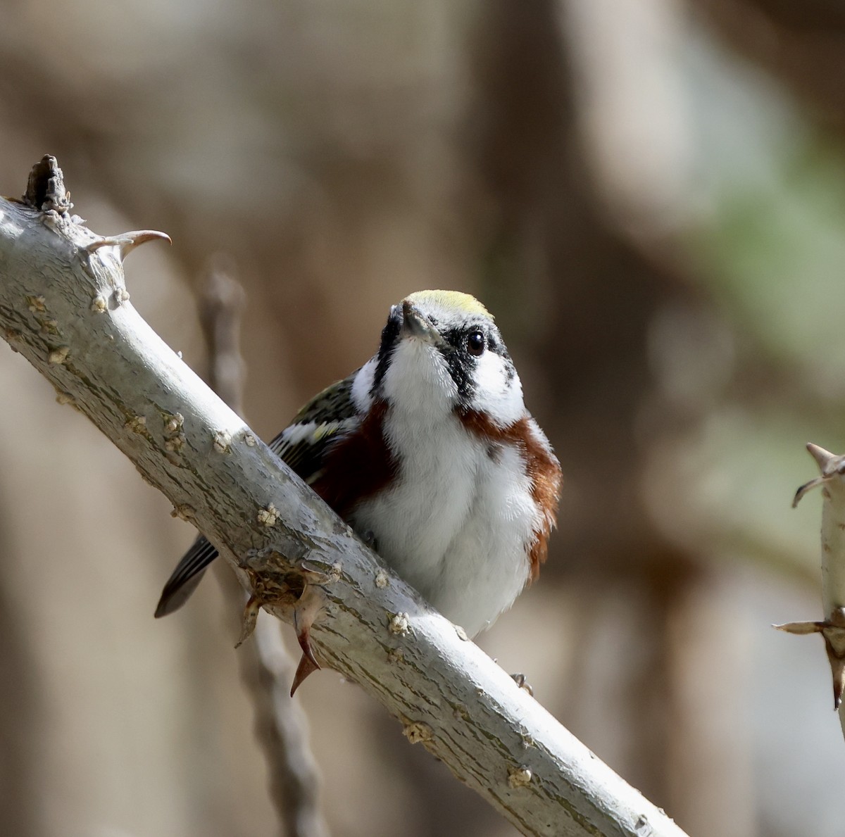 Chestnut-sided Warbler - ML617444128