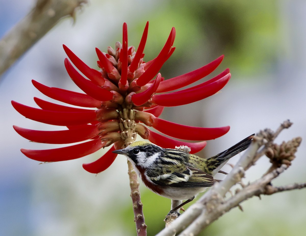 Chestnut-sided Warbler - ML617444129