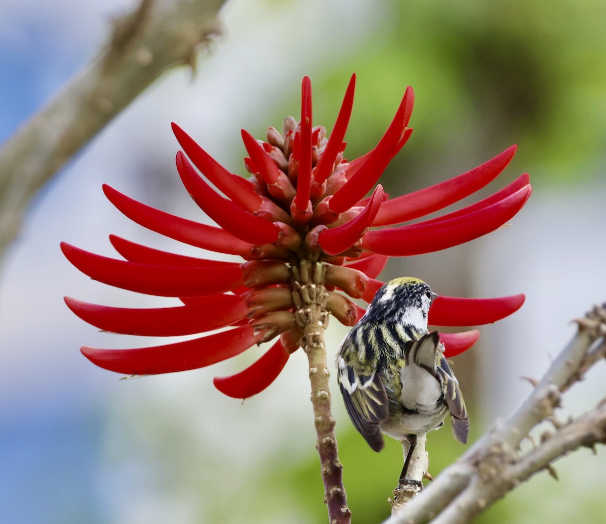 Chestnut-sided Warbler - Carolyn Thiele