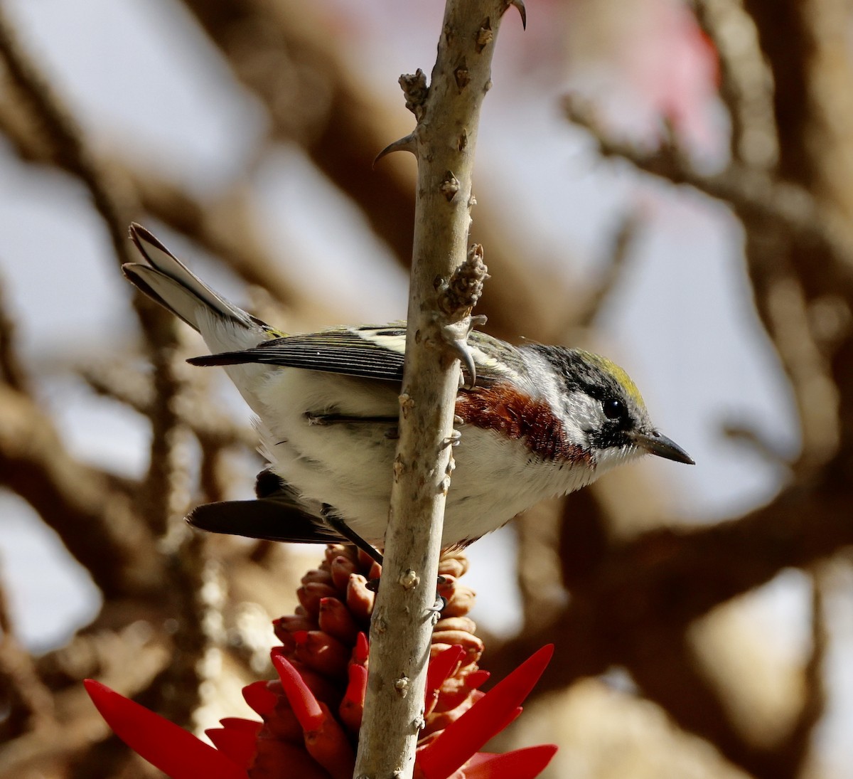 Chestnut-sided Warbler - ML617444133