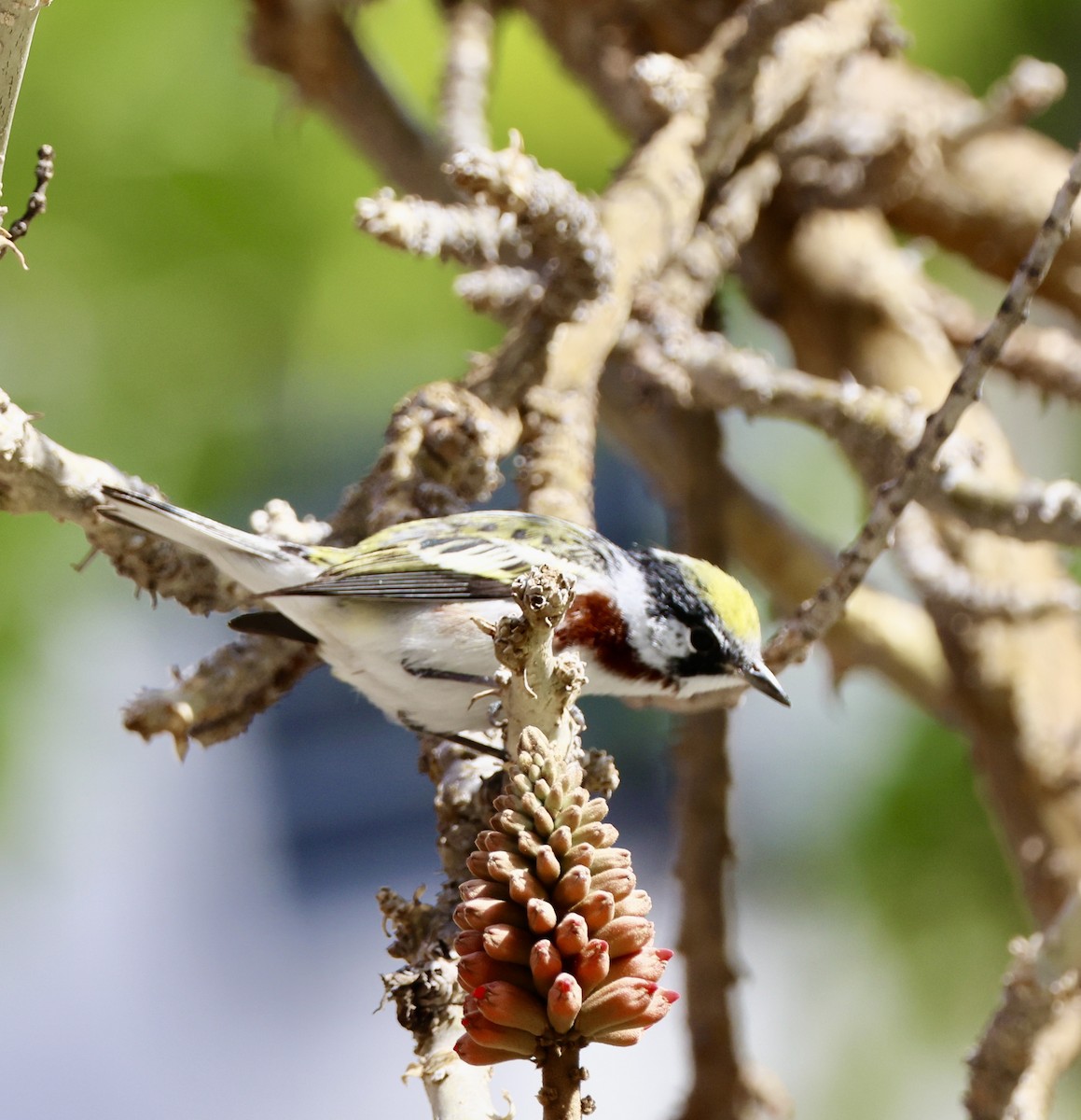 Chestnut-sided Warbler - Carolyn Thiele