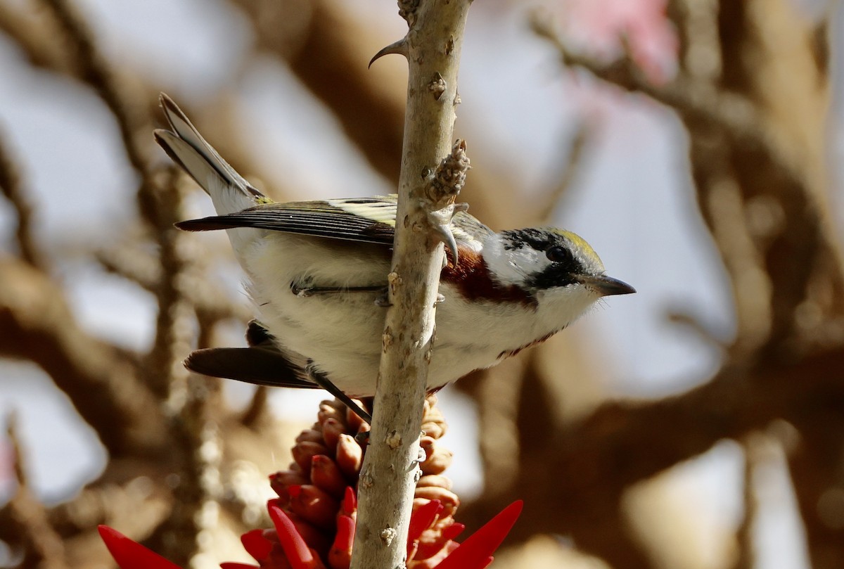 Chestnut-sided Warbler - ML617444135