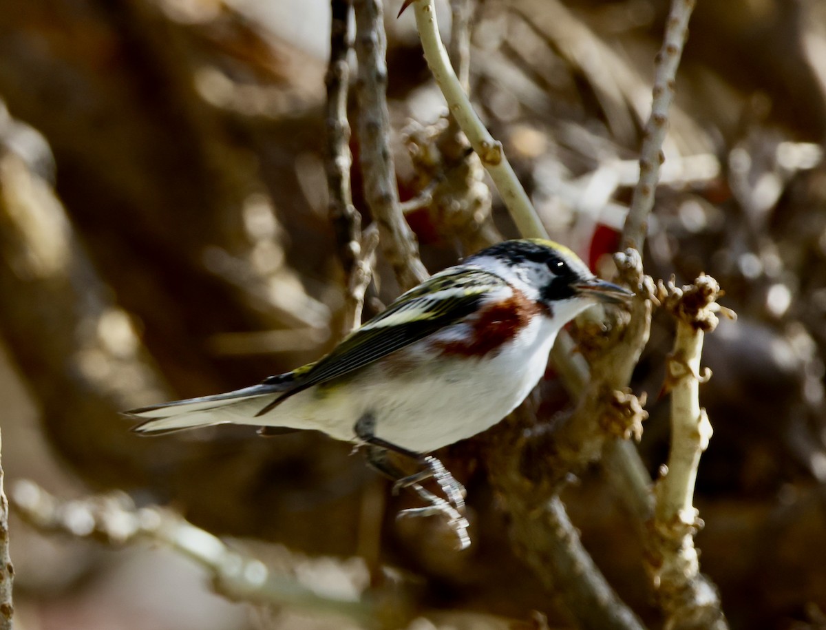 Chestnut-sided Warbler - Carolyn Thiele