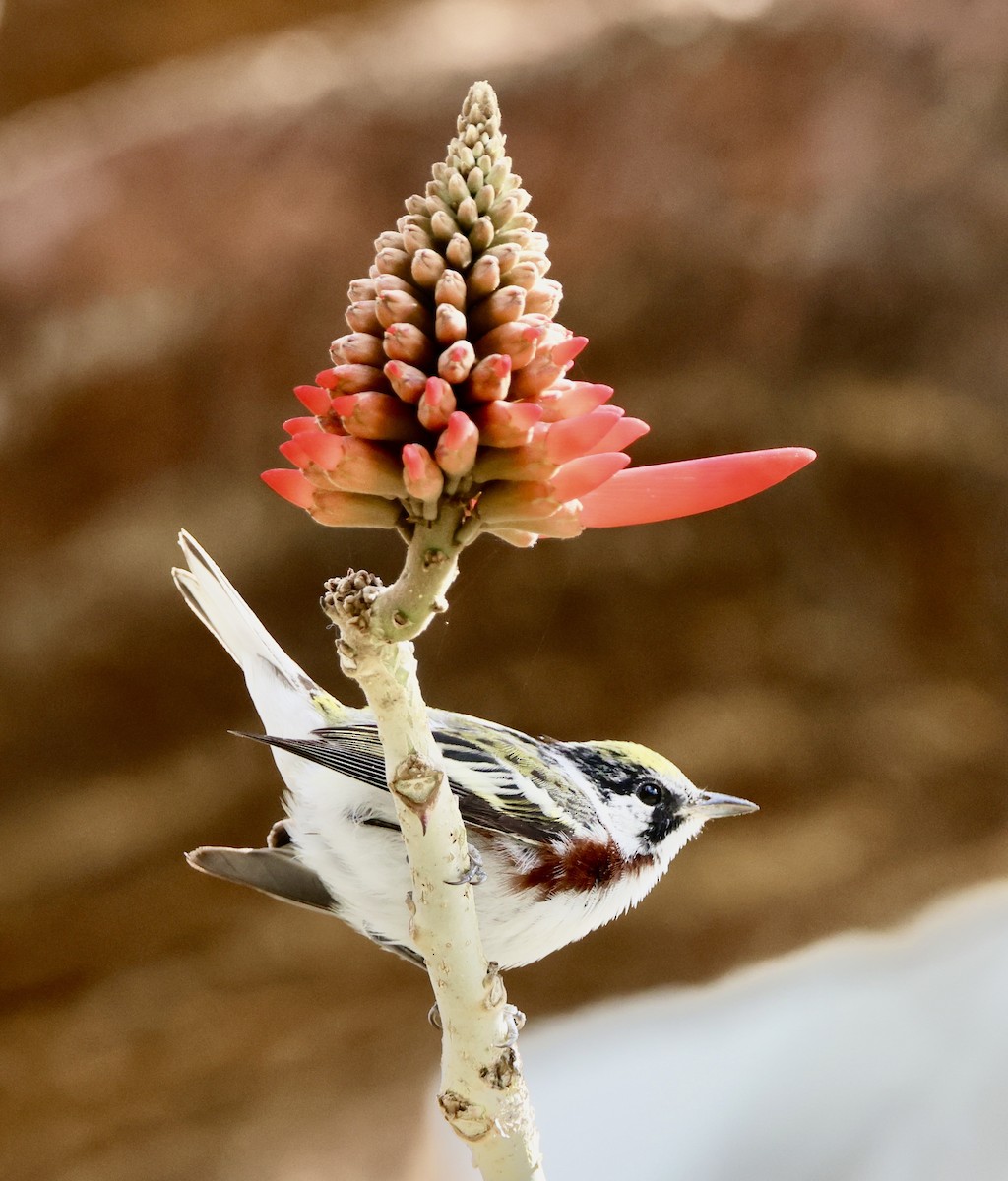 Chestnut-sided Warbler - ML617444139