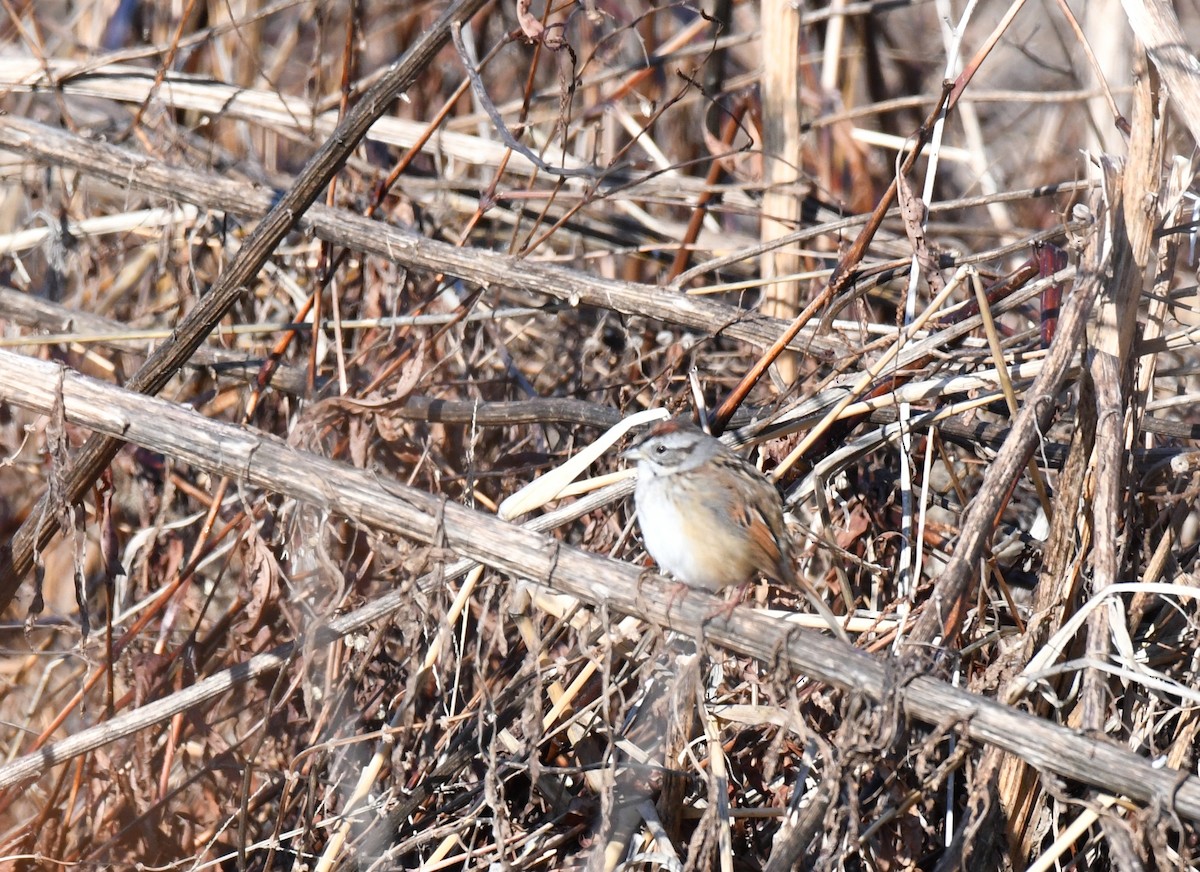 Swamp Sparrow - ML617444142