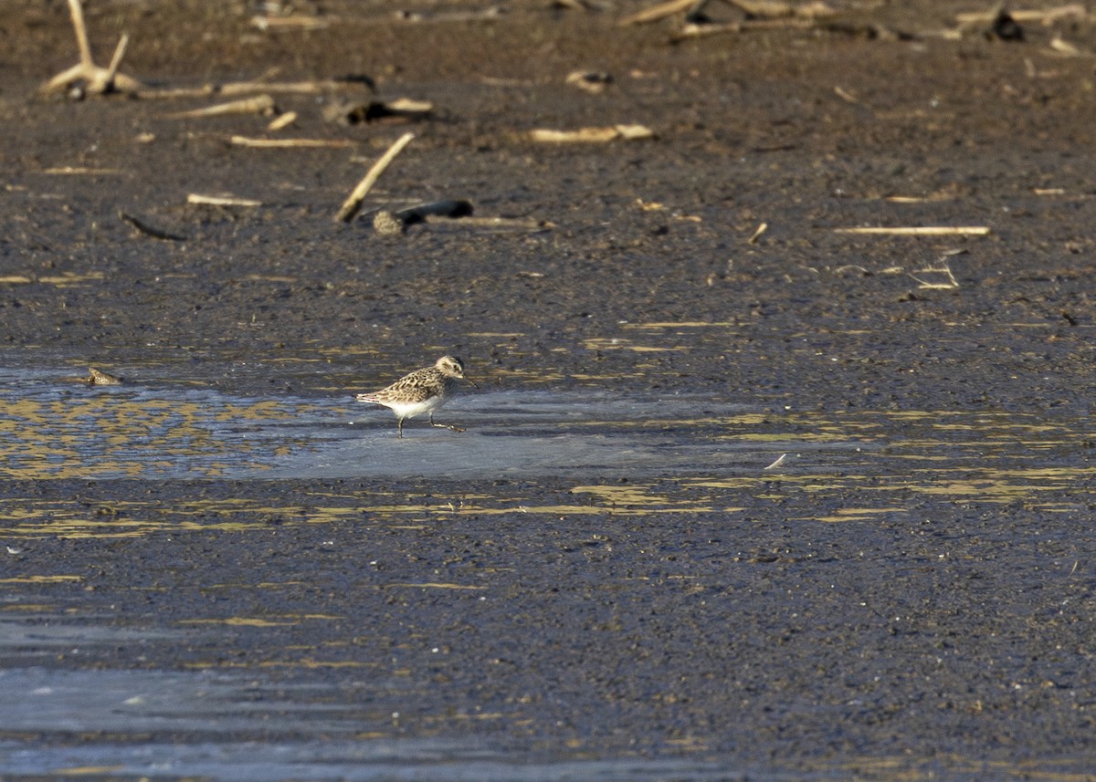 Least Sandpiper - ML617444198