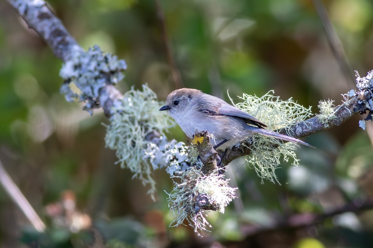 Bushtit - Rob Fowler