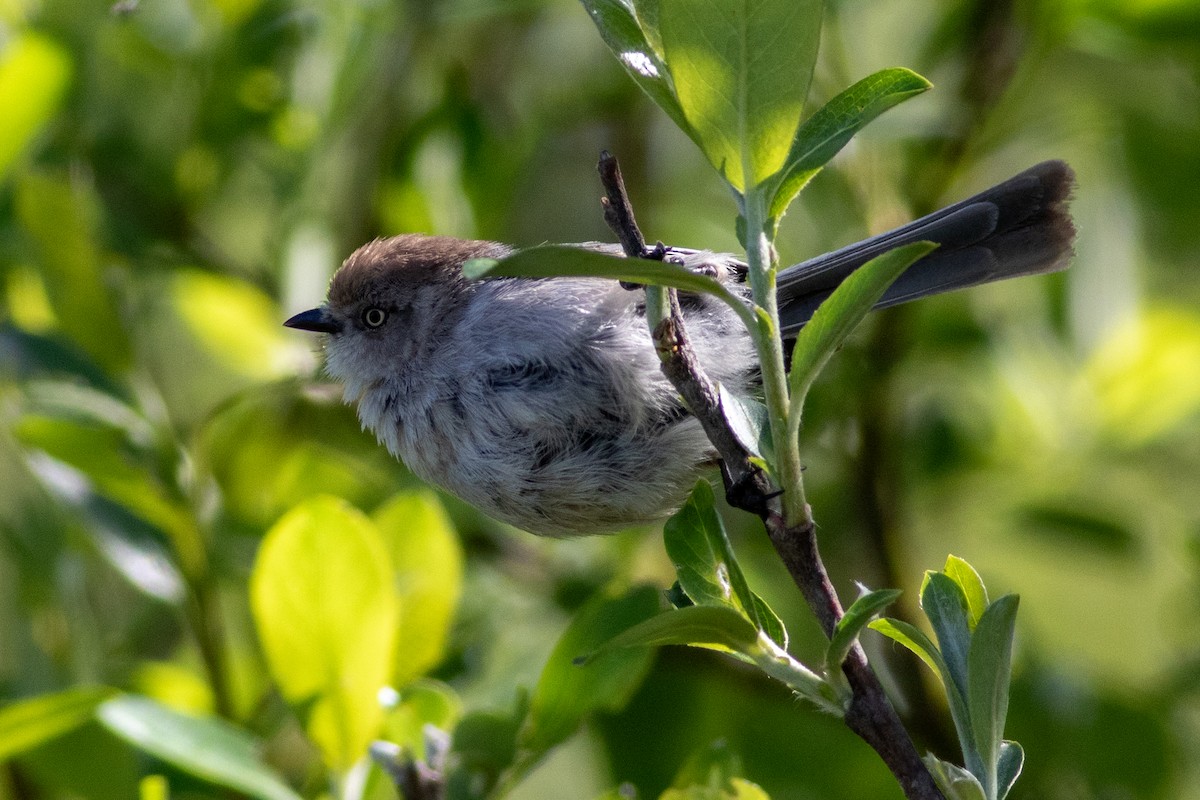 Bushtit - Rob Fowler