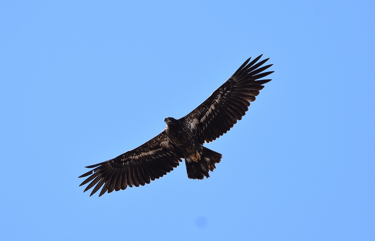 Bald Eagle - Steven McClellan