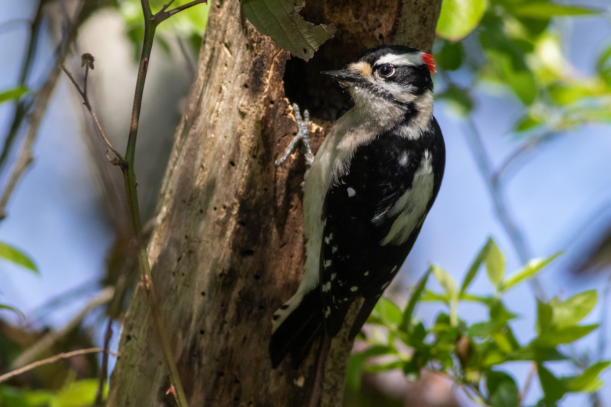 Downy Woodpecker - Rob Fowler