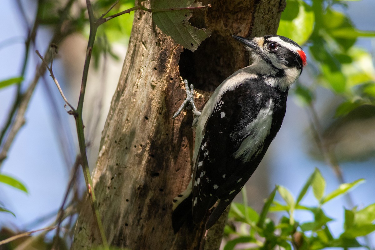 Downy Woodpecker - Rob Fowler