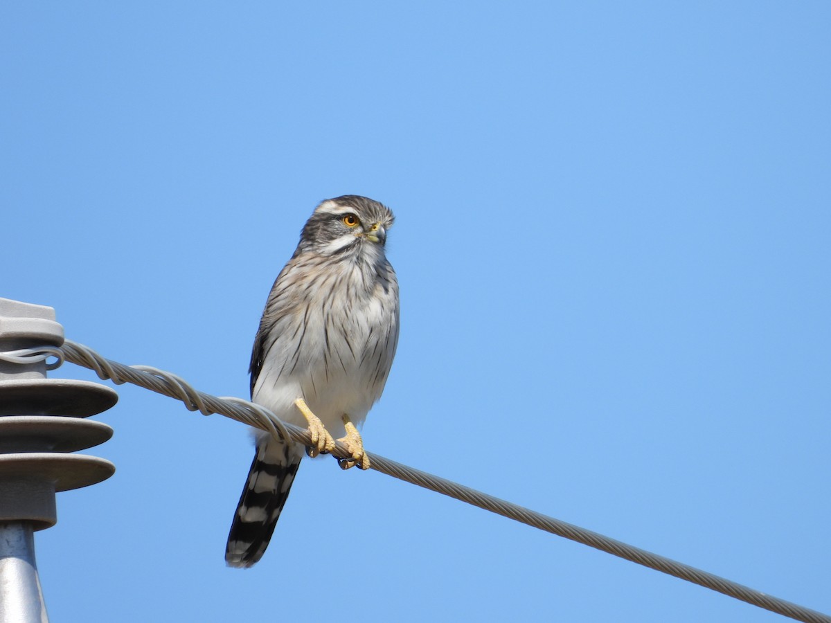 Spot-winged Falconet - Más Aves