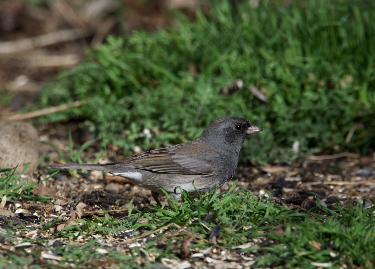 Dark-eyed Junco (Slate-colored) - ned bohman