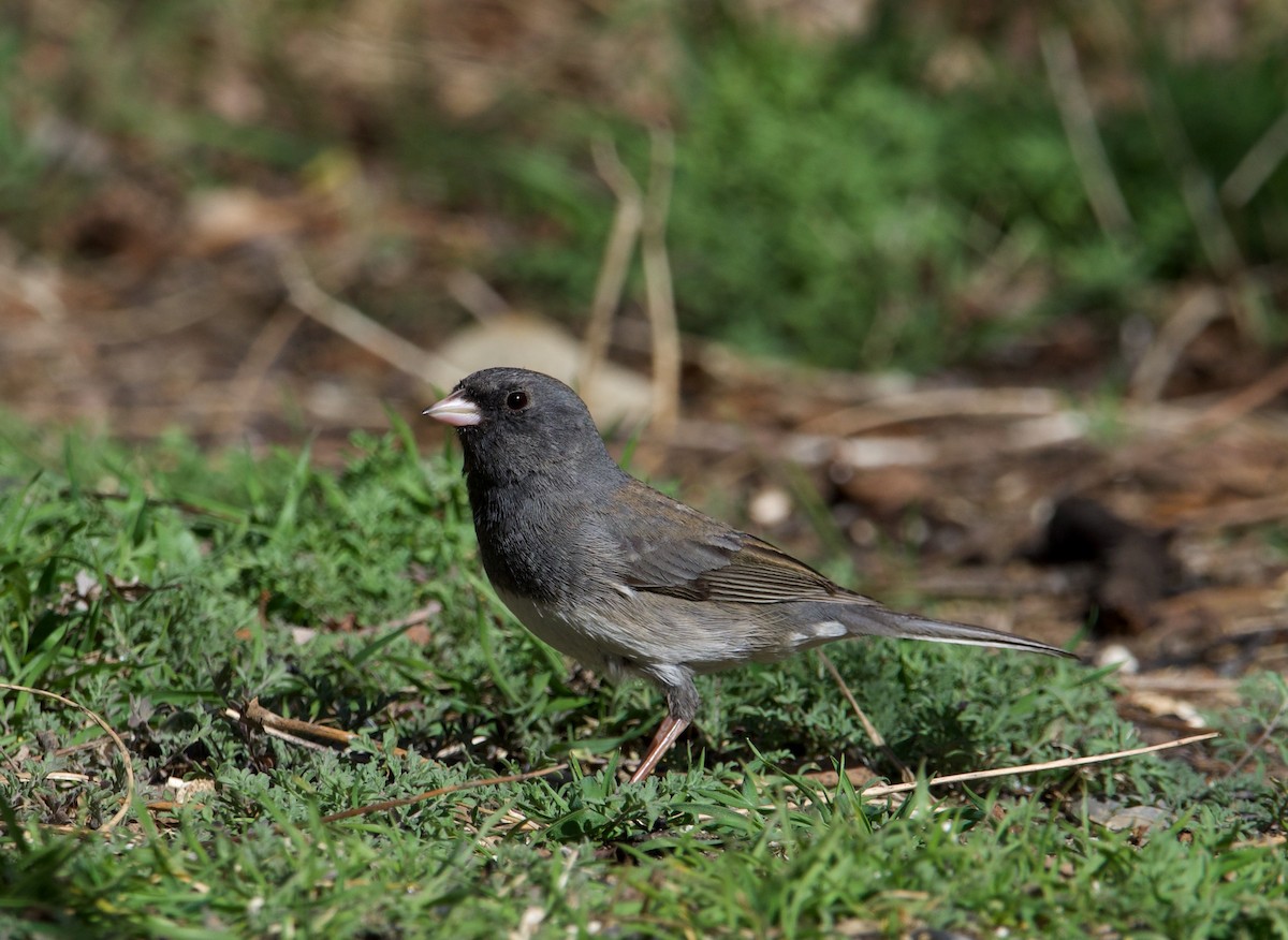 Dark-eyed Junco (Slate-colored) - ned bohman