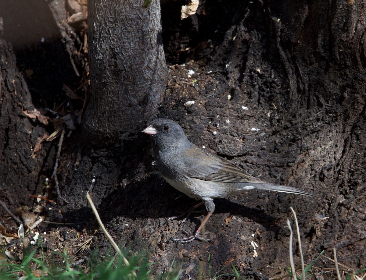 Dark-eyed Junco (Slate-colored) - ned bohman