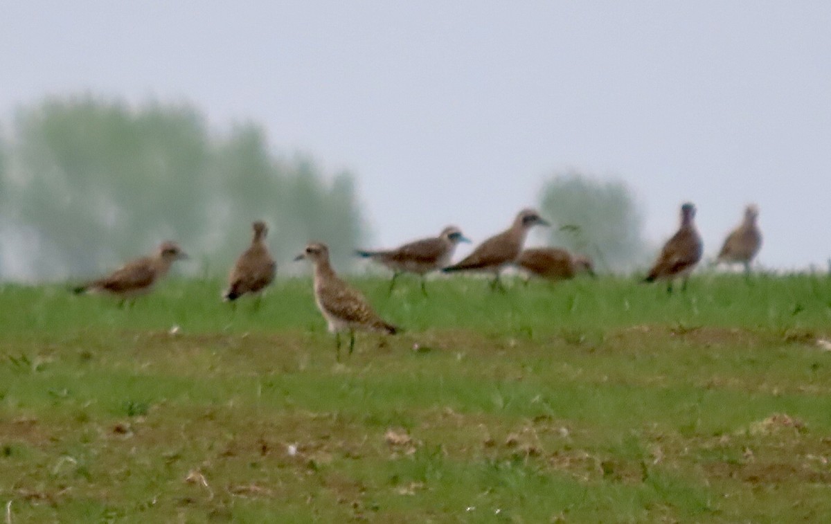 American Golden-Plover - ML617444287