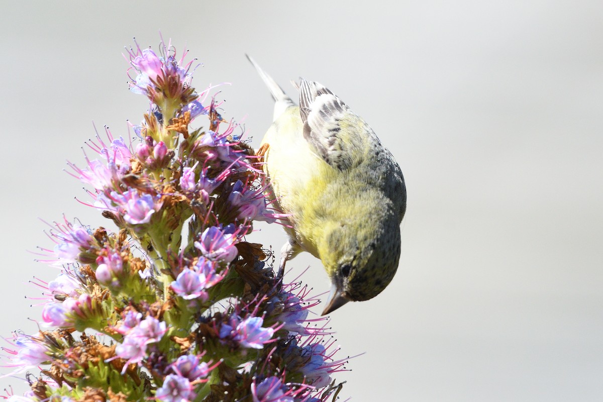 Lesser Goldfinch - Jari Toivanen