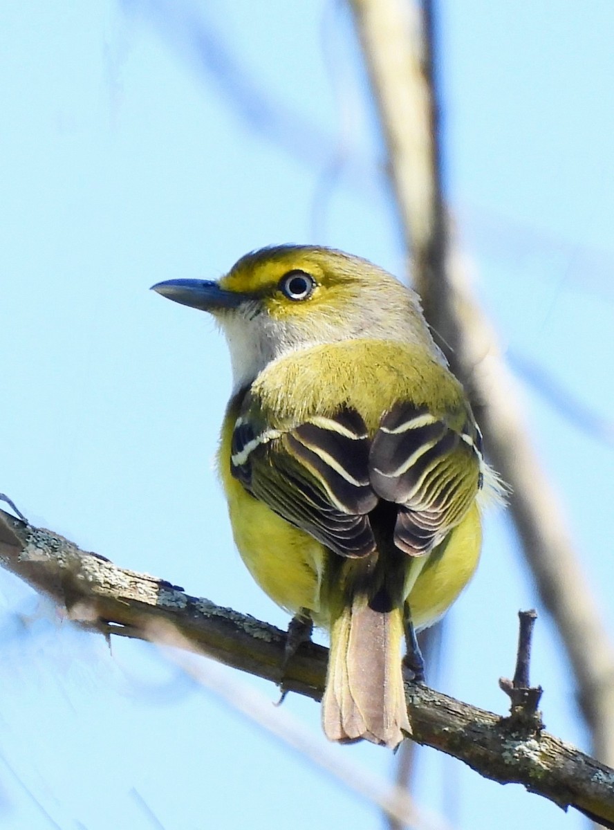 White-eyed Vireo - Katey Buster